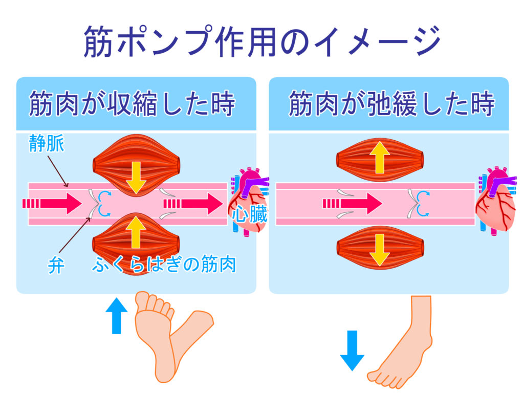 ふくらはぎ健康法 訪問治療 Taskal